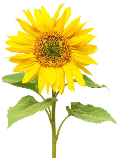 Kwiat słonecznika na białym tle — Zdjęcie stockowe
