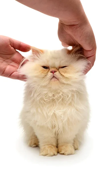 Gatito joven acarició manos —  Fotos de Stock