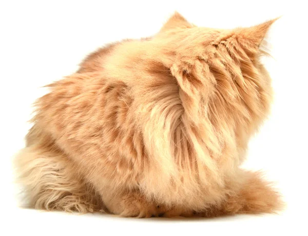 Kitten turned isolated — Stock Photo, Image