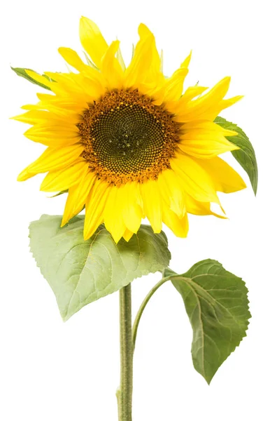 Blume der Sonnenblume isoliert — Stockfoto