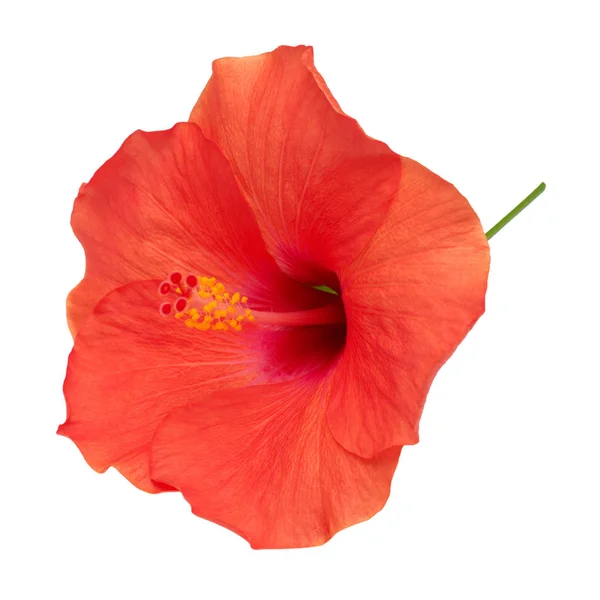 Flor de hibisco isolada — Fotografia de Stock