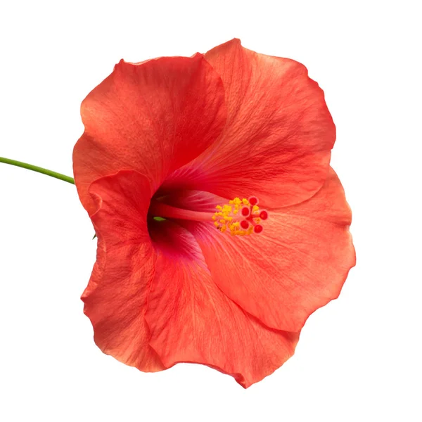 Flor de hibisco isolada — Fotografia de Stock
