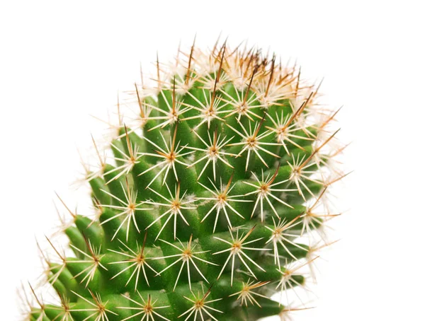 Cactus y espinas largas — Foto de Stock
