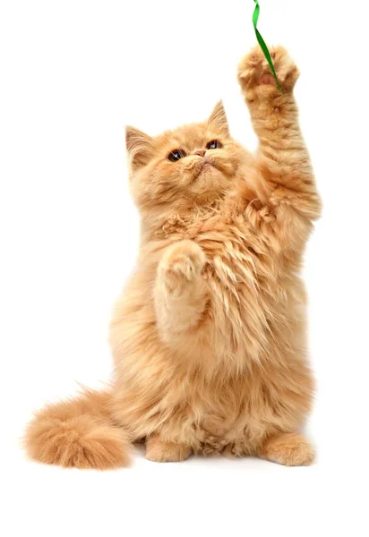 Kızıl saçlı genç yavru kedi 