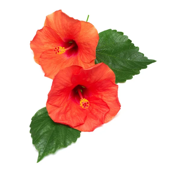 Two hibiscus flowers with leafs — Stock Photo, Image