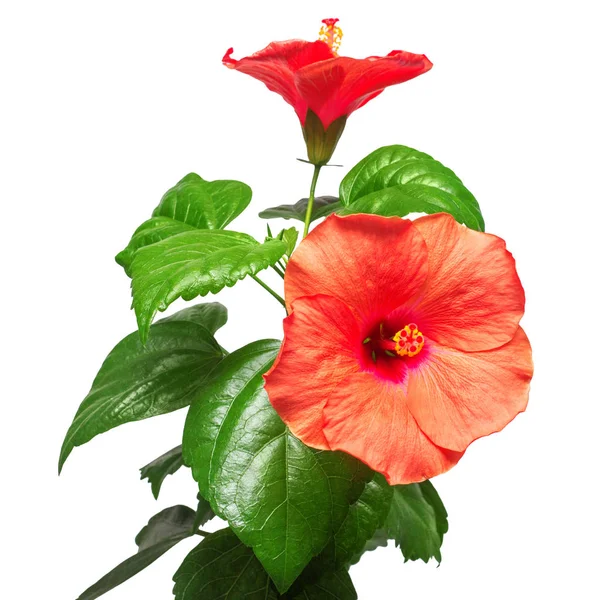 Two hibiscus flowers with leafs — Stock Photo, Image