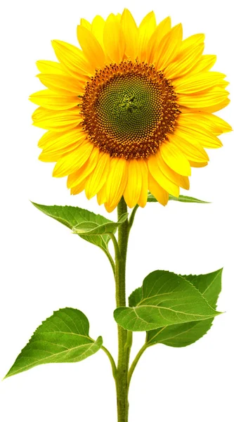 bir güzel ayçiçeği