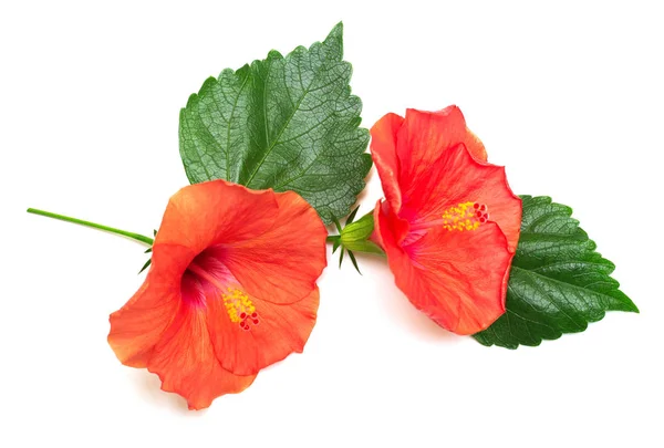 Bunch of bright hibiscus flowers — Stock Photo, Image