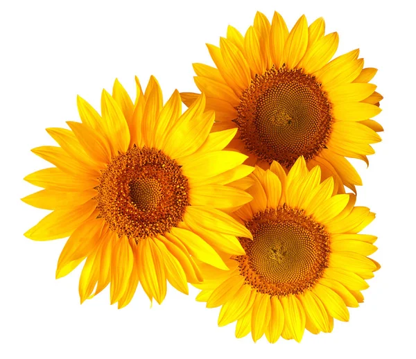 Bunch of bright sunflowers — Stock Photo, Image