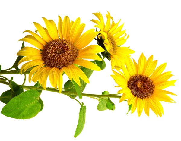 Bunch of bright sunflowers — Stock Photo, Image