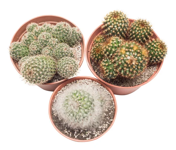 Tiga pot dengan banyak kaktus — Stok Foto