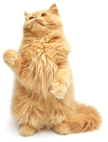 Bella soffice giocherellone gattino persiano — Foto Stock