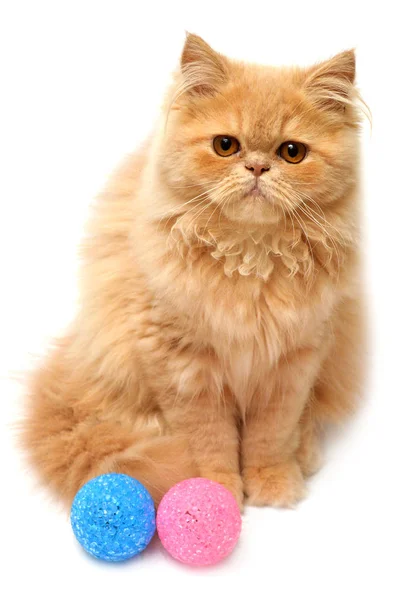 Прекрасный пушистый игривый персидский котенок — стоковое фото
