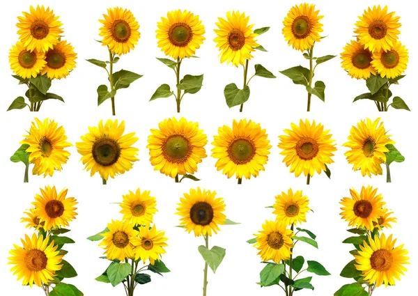 Gelbe Sonnenblumen Hintergrund — Stockfoto