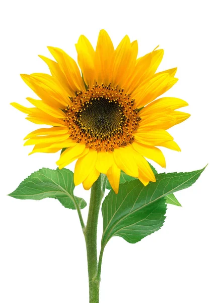 Jedno krásné slunečnice — Stock fotografie