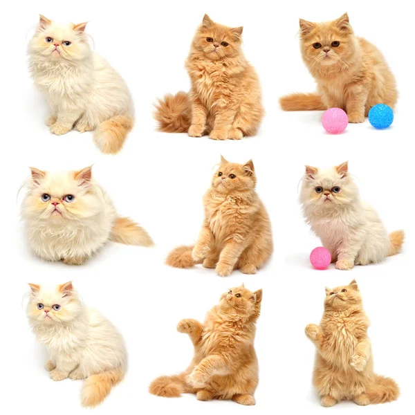 oynak İran Kedilerinden