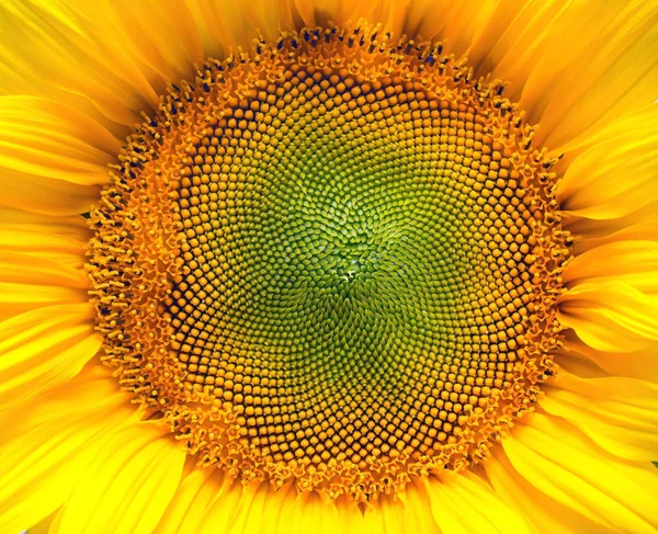 bir çiçek açan ayçiçeği 