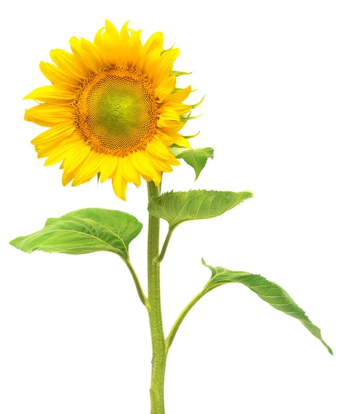 One blooming sunflower — Stock Photo, Image