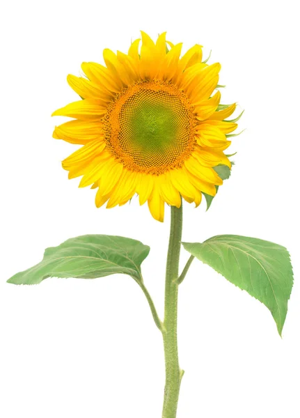 Un beau tournesol — Photo