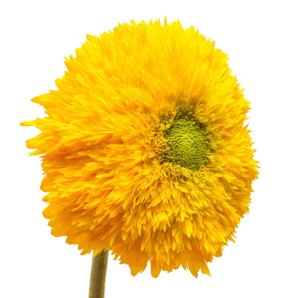 Bunga matahari kuning lembut — Stok Foto