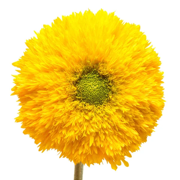 Pluizig gele zonnebloem — Stockfoto
