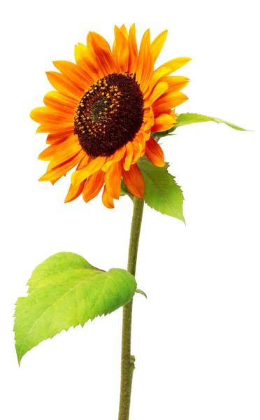Red sunflower closeup — Stock Photo, Image