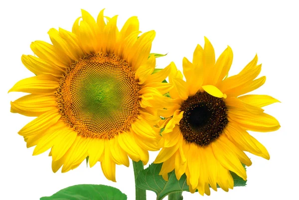 Bündel heller Sonnenblumen — Stockfoto