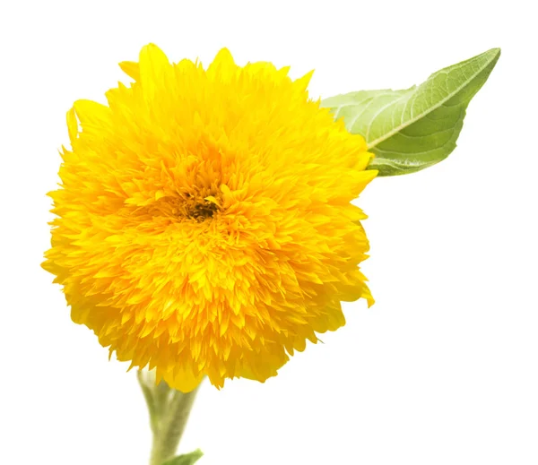 Mekar bunga matahari kuning — Stok Foto
