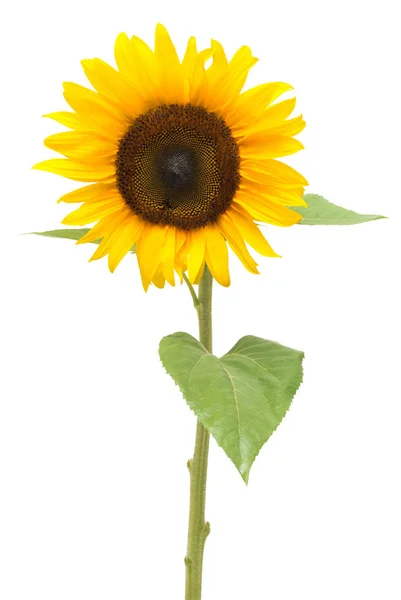 Blooming yellow sunflower — Stock Photo, Image