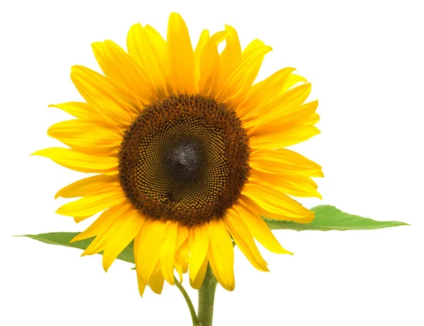 Blooming yellow sunflower — Stock Photo, Image