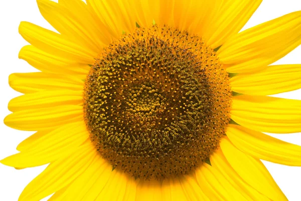 Tournesol jaune en fleurs — Photo