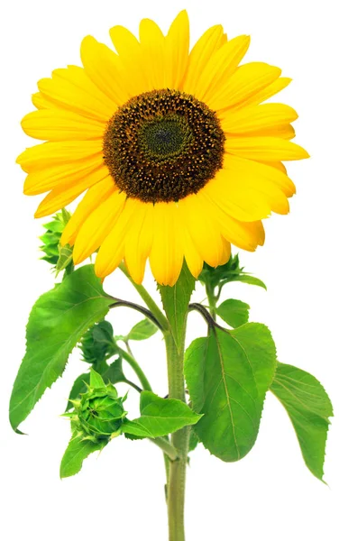 Blooming yellow sunflower — Stock Photo, Image