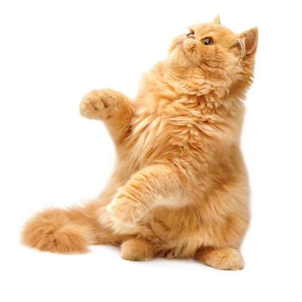 Soffice gattino persiano giocherellone — Foto Stock