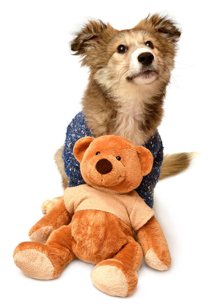 щенок в стильном свитере
