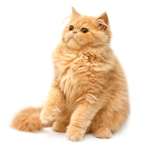 Пушистый игривый персидский котенок — стоковое фото