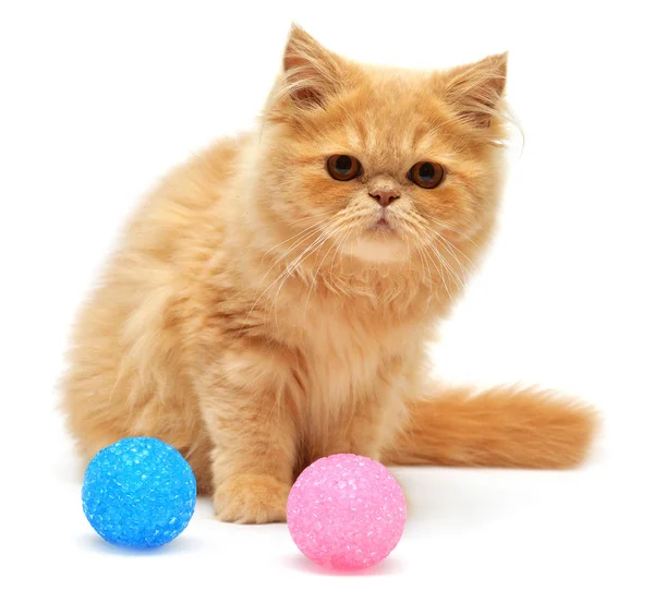 Fluffy playful persian kitten — Stock Photo, Image