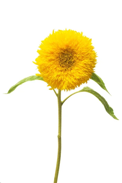 Girasol amarillo esponjoso — Foto de Stock