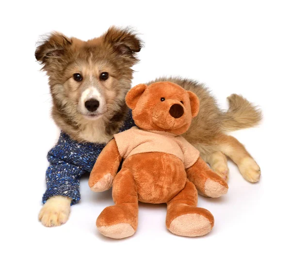 Chiot en pull et ours en peluche — Photo