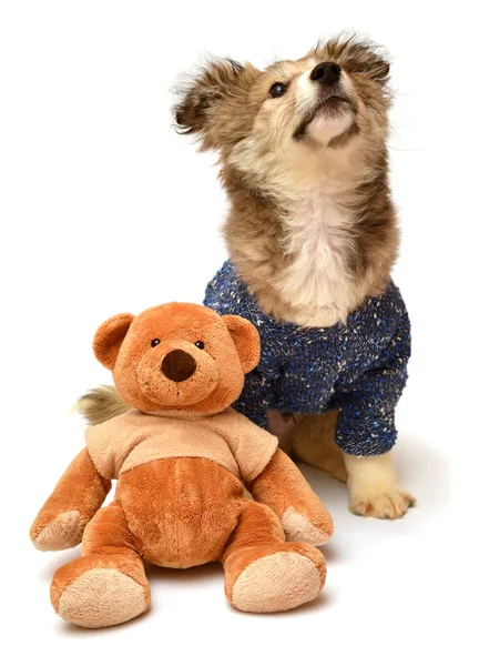 Kazak ve oyuncak ayı yavrusu 