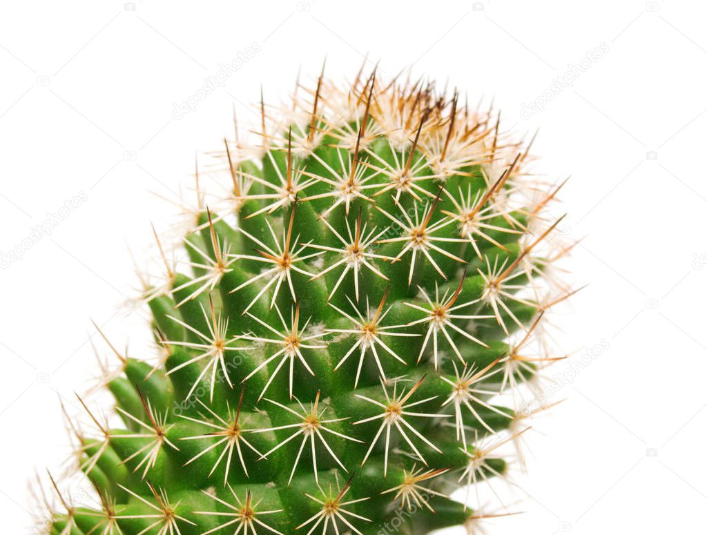 Cactus and long thorns 