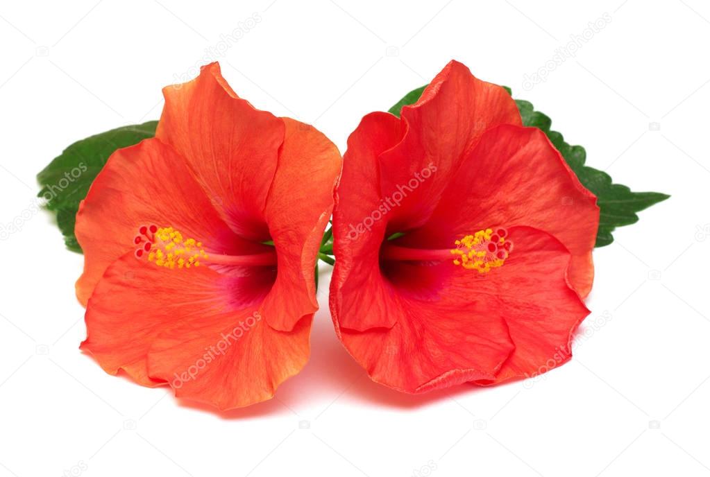 Two hibiscus flowers with leafs