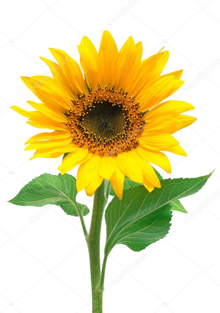 One beautiful sunflower