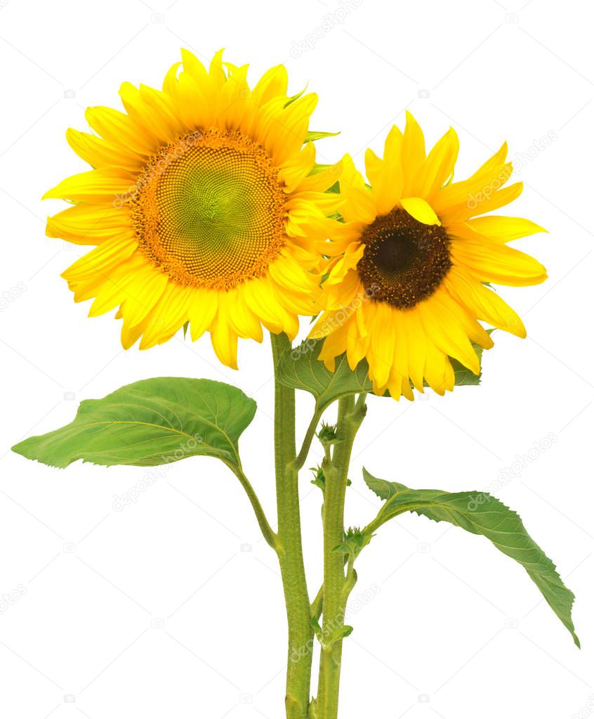 bunch of bright sunflowers 