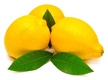 Yeşil yaprakları ile tropikal limon