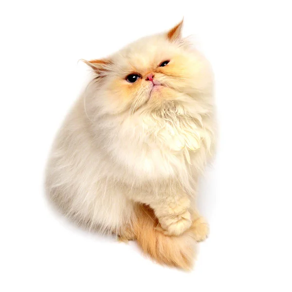 Perzisch kitten discontentedly camera staren — Stockfoto