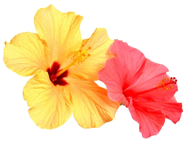 Hibisco amarelo e rosa — Fotografia de Stock