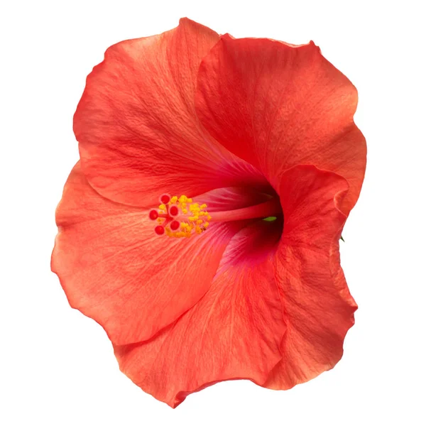 Röd hibiscus blomma — Stockfoto