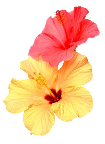 Hibisco amarelo e rosa — Fotografia de Stock