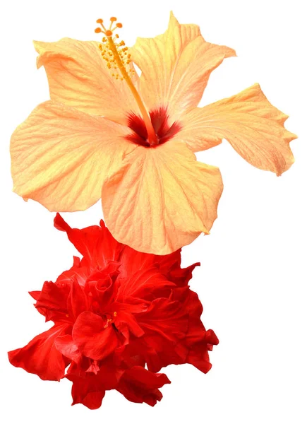 Flores de hibisco amarillo y rojo — Foto de Stock