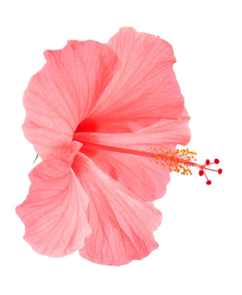 Fiore di ibisco rosa — Foto Stock